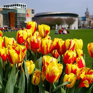 https://apartments-de-hallen.thehaguehotels.net